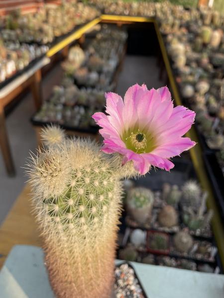 Echinocereus websterianus